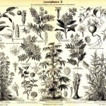 medicinal plants723px-Meyers_b1_s0894b