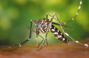 Mosquito asian-tiger-mosquito