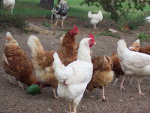 Chickens 150x113 struttin-my-stuff-23441280235340QOum