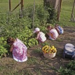 garden_beanharvest3