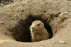 Spring groundhog