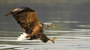 Natural instincts eagle