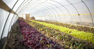 Growing Power good-hoophouse-production-720x380