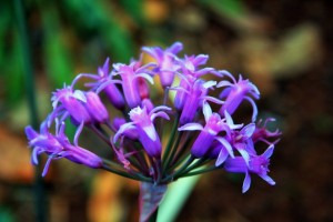 10-18-15 purple-garlic-flower-close