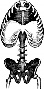 11-8-15 pelvis and spine