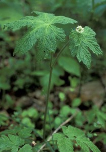 12-21-14 417px-Goldenseal_plant_with_one_white_flower_hydrastis_canadensis
