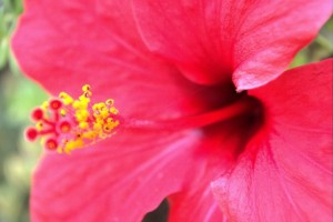 Resolution Red Hibiscus