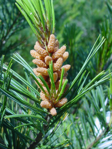 Respiratory Infections white pine public domain