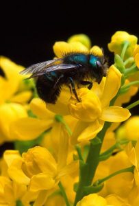 4-30-16 bee_on_barberry_flower public domain