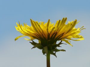 4-30-16 dandelion-meadow-grass-pointed-flower-nature PD