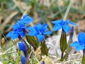 4-30-16 spring-gentian-gentian-flower-blue-gentiana-verna PD