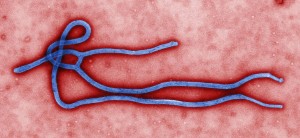 Ebola 1200px-Ebola_virus_virion