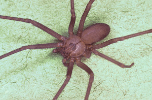 Stings and Bites Brown_recluse_spider,_Loxosceles_reclusa PD