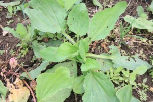 Stings and Bites Plantago-Major_Green-Leaves__PD