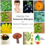 Herbs for Seasonal Allergies