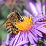 Medicinal Honey 759px-European_honey_bee_extracts_nectar (1)