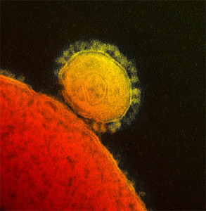 Pandemics MERS_coronavirus public domain NIH image Creative Commons Wikimedia