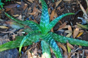 Herbal First Aid Kits Pt2 aloe-very-amongst-dry-leaves PD