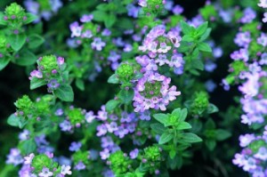 It’s About Thyme Thymus Vulgaris Public Domain Image
