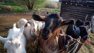 farm Girl goats_2