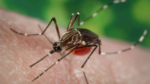 Tropical Disease mosquito