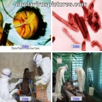8-5-14 Ebola-Virus-Pictures