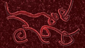 8-5-14 Ebola virus