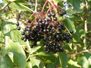 Herbal Medicines Black-Elderberry-Fruit_62739-480x360