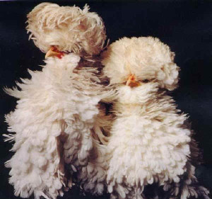 Chicken breeds padovanariccia