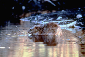 3-22-16 h_beaver
