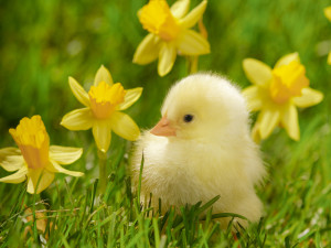 2-24-16 spring_chick_and_daffodils