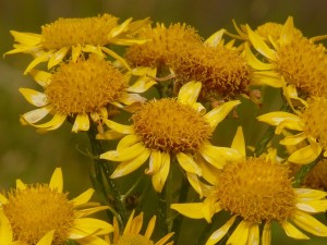 Herbal First Aid Kit- Part Three arnica PD