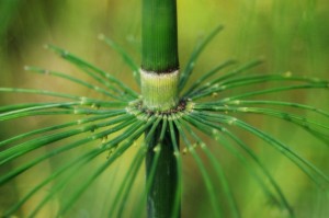 Herbal First Aid Kits Pt2 horsetail-close-up-PD