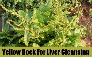 8-23-15 Yellow-Dock-For-Liver-Cleansing