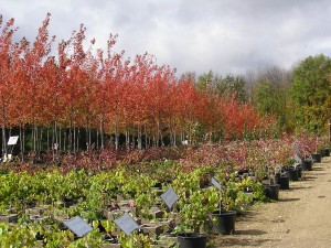 Fall for Planting Trees