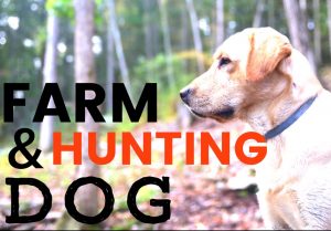 Raising Dogs for Hunting and Farm life