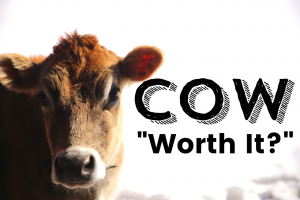 Is a Family Cow “Worth It”?