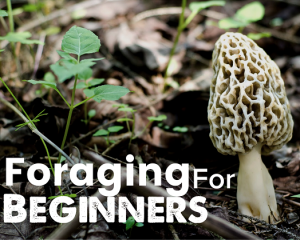 How to start foraging … Without killing Your family!