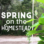 Spring on the Homestead – A Busy Time Of Year!