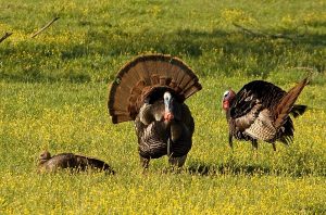 Turkey Hunting with Compound Bow - Top 5 Best Tips