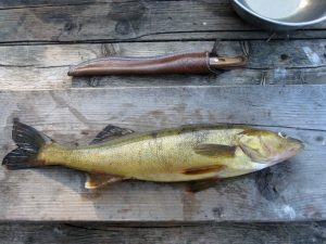 Tips For Walleye Fishing