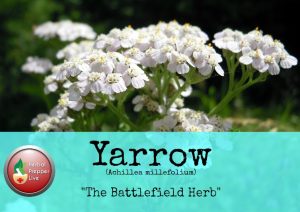 Yarrow The Battlefield Herb