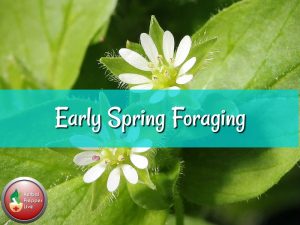 Early Spring Foraging