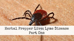Lyme Disease and plant medicine relief