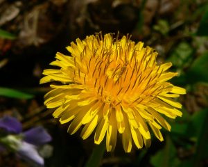 The Dandelion a boon to some bust for others